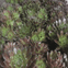 Sempervivums (Houseleeks) Hardy Mixed Succulent Alpine plants.